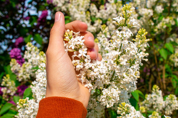 Blossom lilac flowers in spring. Spring blooming lilac tree flowers. 