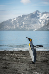 King penguin flapping wings on sandy beach