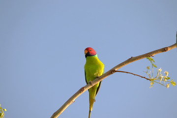 sitting plum-headed parakeet