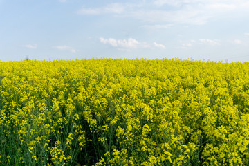 Obraz premium gelb blühendes Rapsfeld bei Sonnenschein