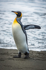King penguin on sandy beach flapping flippers