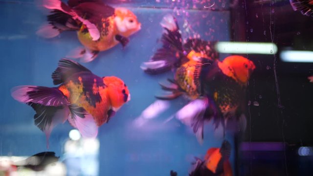 Diversity of tropical fishes in exotic decorative aquarium. Assortment in chatuchak fish market pet shops. Close up of colorful pets displayed on stall. Variety for sale on counter, trading on bazaar