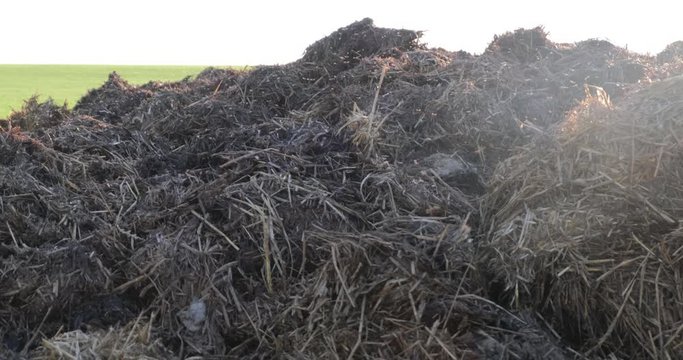 huge flock of small midges over a pile of manure on farm field.