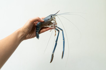 Hand holding fresh river prawns on white background.
