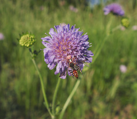 Une araign&eacute;e crabe et sa proie sur une fleur de knautie.