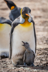 King penguin with squawking chick between feet