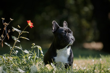 Black french bulldog next to a flower