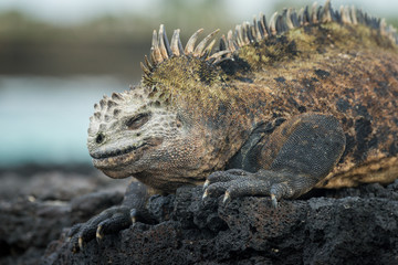 Marine iguana on black rocks beside sea