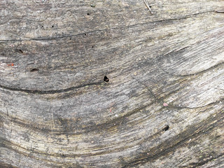 Obraz premium The texture of the old wood. Background.