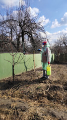 A person disinfects trees and plants. Special preparations destroy insect pests and infection.