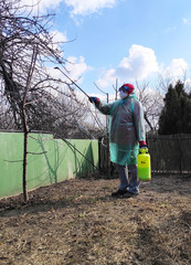 A person disinfects trees and plants. Special preparations destroy insect pests and infection.