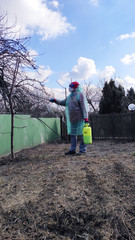 A person disinfects trees and plants. Special preparations destroy insect pests and infection.