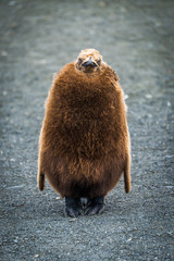 Oakum boy king penguin standing on beach © Nick Dale