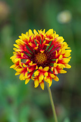 Red and yellow flower