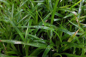 Luzula sylvatica (Juncaceae), outdoor plants 2020