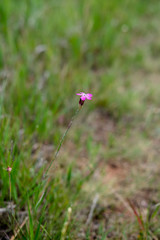 beautiful wild flower in macro