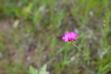 Obraz premium beautiful wild flower in macro