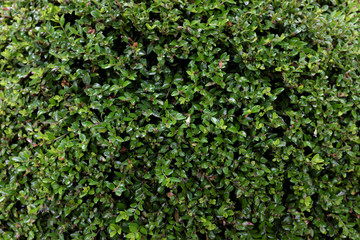 Lonicera nitida (Caprifoliaceae), outdoor plants 2020