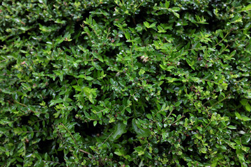 Lonicera pileata (Caprifoliaceae), outdoor plants 2020