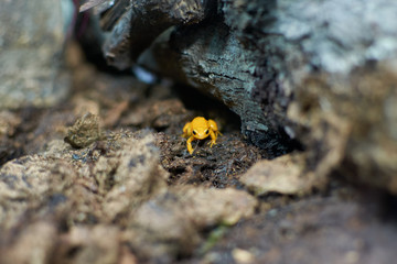 Golden (yellow) poison frog in natural ambient