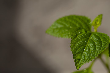 Green leaves of Plectranthus australis plants on a grey background