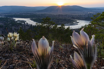 Pulsatilla flowers at sunset on the background of the river