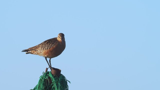 飛び立つオオソリハシシギ夏羽(Bar-tailed Godwit)