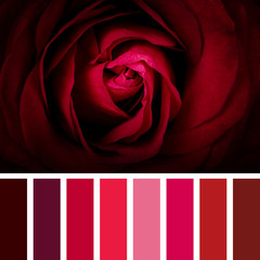 Scarlet rose palette