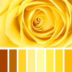 Yellow rose closeup palette