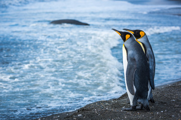 Two king penguins at waterline with seal © Nick Dale