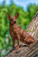 Miniature pinscher with uncut ears in the park