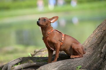 Miniature pinscher with uncut ears in the park