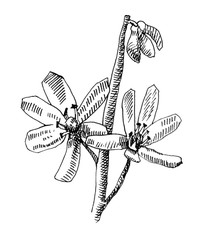 Scilla illustration in the graphics. black and white spring flowers. Illustration for postcards, books, Botanical illustration