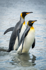 Fototapeta na wymiar Two king penguins wading through shallow water