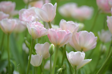 Obraz na płótnie Canvas pink tulips on the lawn