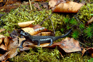 Alpensalamander (Salamandra atra) - Alpine salamander