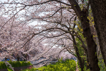 遊歩道から眺める桜並木