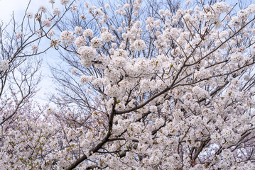 満開の桜
