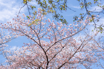 晴れた日の桜