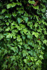 green leaves texture at sunset
