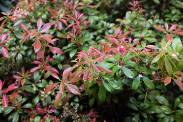 Pieris japonica (Ericaceae), outdoor plants 2020