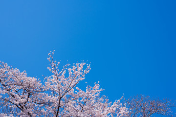 青空と桜