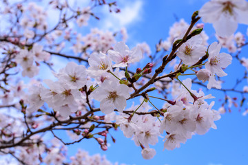 晴れた日の桜