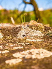 Lichens and moss on a rock - selective focus
