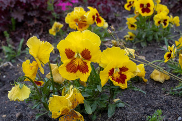 Multi-colored Flower Pansies closeup. Flowers wallpaper