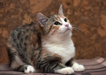 tricolor small cat lies