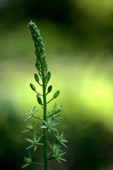 Ornithogale fleur sauvage été