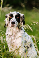 fantastic portrait of purebred english setter dog sitting on the grass and looking at camera. international dog day concept.