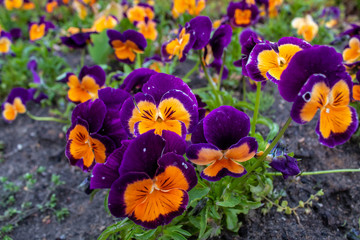 Multi-colored Flower Pansies closeup. Flowers wallpaper