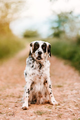 friendly english setter breed dog sitting in the middle of a dirt road in the bush. dog rescued from abandonment. international dog day concept.